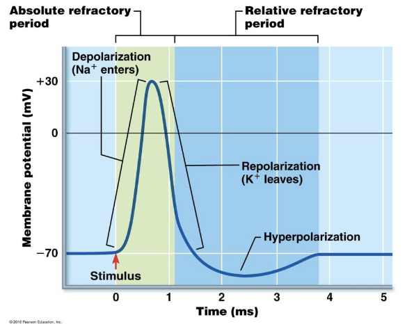 <p>Time in which a region of a neuron cannot trigger another action potential time in which a region of a neuron cannot trigger another action potential.</p><p>Types:</p><p>Absolute refractory period: (Tends to be during <strong>depolarisation </strong>and <strong>repolarisation</strong>)</p><ul><li><p>Sodium channels are <strong>open </strong>or <strong>inactivated </strong>making it physically impossible for another action potential (enforces on way transmission)</p></li><li><p>This is due to it already being in use</p></li></ul><p></p><p>Relative refractory period: (Tends to be during <strong>hyperpolarisation</strong>)</p><ul><li><p>Sodium channels now <strong>closed </strong>(reset and ready)</p></li><li><p>Action potential can occur however requiring a strong stimulus as the membrane is still very negative due to K+ still leaving (e.g a lot more neurotransmitters released)</p></li></ul><p></p>
