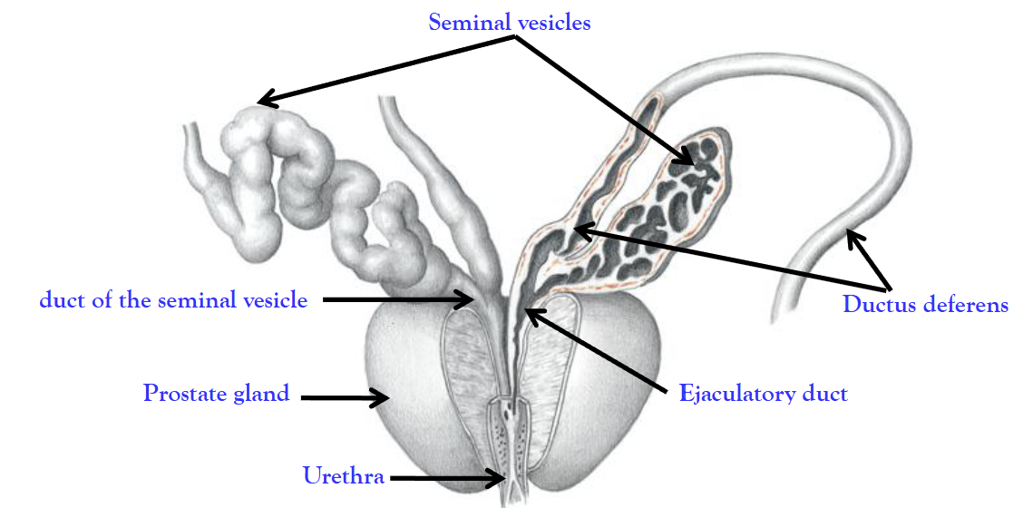 <p><strong>Ejaculatory ducts</strong></p><ul><li><p>Formed by the <strong>ductus deferens + seminal vesicle duct</strong>.</p></li><li><p>Transport sperm and seminal fluid into the urethra during ejaculation.</p></li></ul><p></p><p><strong>Accessory glands</strong></p><ul><li><p><strong>Seminal vesicles (on both ejaculatory ducts)</strong> → produce ~70% of total volume of semen.</p></li><li><p><strong>Prostate gland</strong> (only one)→ adds <span>slightly alkaline semen fluid (25%), to neutralizes the</span><br><span>acidity of the vagina</span>.</p></li><li><p><strong>Bulbourethral glands</strong> <strong>(on both ejaculatory ducts) </strong>→ secrete lubricating mucus.</p></li></ul><p></p>