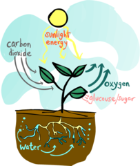 <p>process used by plants and other autotrophs to capture light energy and use it to power chemical reactions that convert carbon dioxide and water into oxygen and energy-rich carbohydrates such as sugars and starches</p>