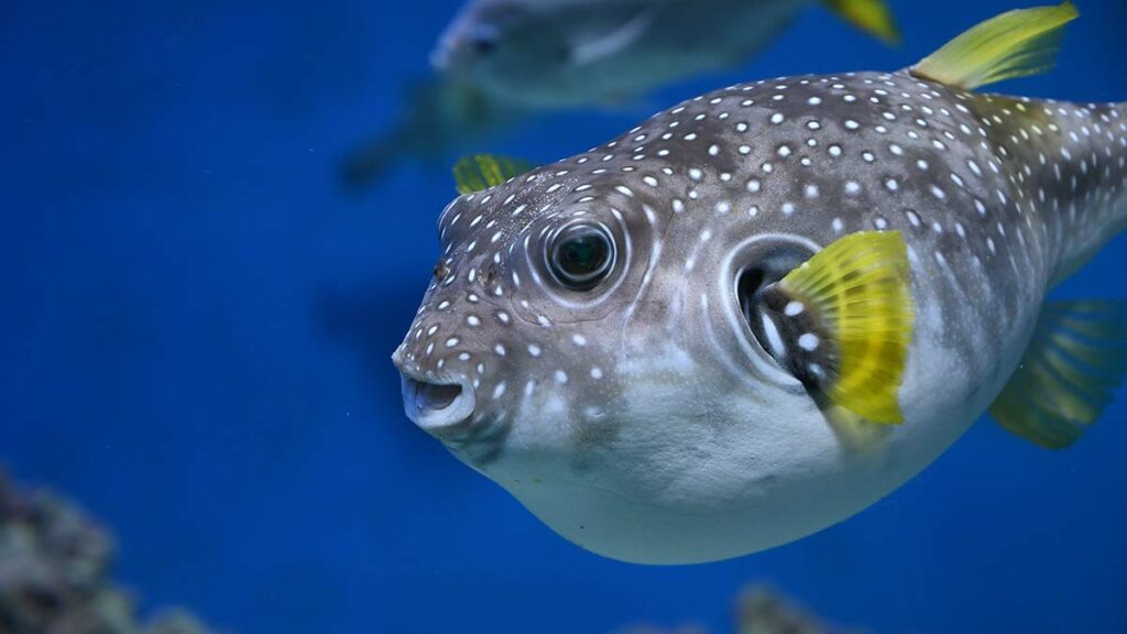<p>pufferfish</p>
