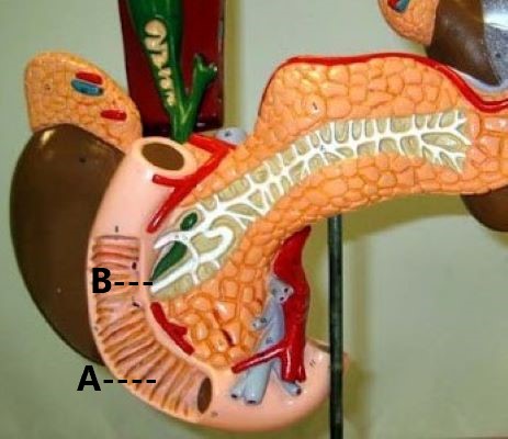 <p>A</p>