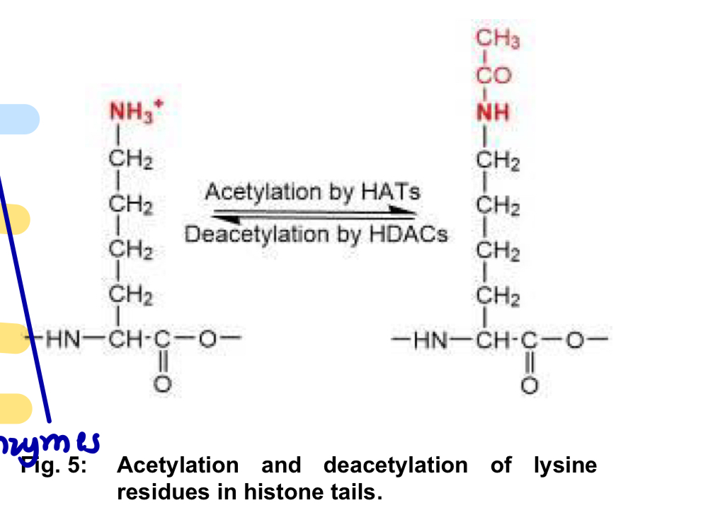 <p><u>Deacetylation</u></p><ul><li><p><strong>histone deacetylases</strong> (HDACs) catalyse the <strong>deacetylation</strong> of acetylated lysine residues in histone tails</p></li><li><p>lysine residues <strong>regain their positive charges</strong>, resulting in an <strong>increase in the affinity</strong> of the histone complex for <strong>DNA</strong></p></li><li><p>consequently, the chromatin becomes more compact and prevents access of transcription factors and RNA polymerase to the control regions of genes</p></li></ul><p></p>