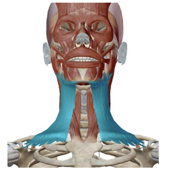<p>which muscle, origin, insertion, innervation, and action is this</p>