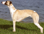 <p>welk type hond is dit</p>