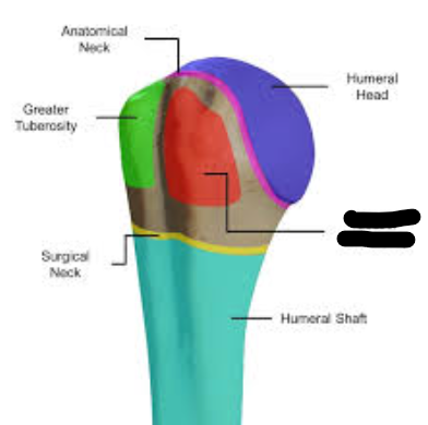 <p>What bone landmark is this within the <strong>Humerus </strong></p>