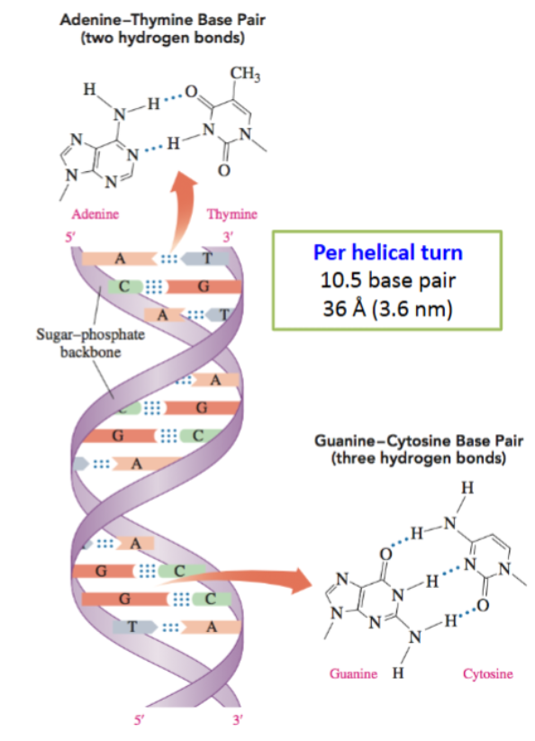 <p>What does the secondary structure of DNA mean?</p>