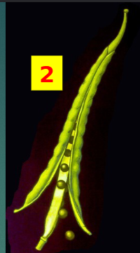 <p><span>from 2</span><br><span>carpels, has false</span><br><span>septum –4 times</span><br><span>longer than wide</span><br><span>(Brassicaceae only)</span></p>