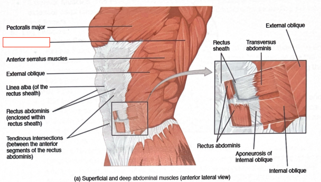 <p>Extension and adduction of arm</p>