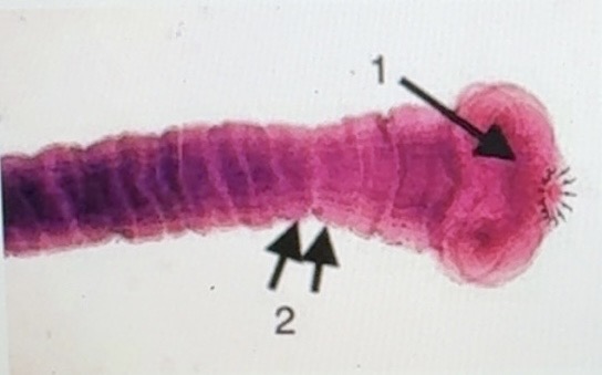 term image
