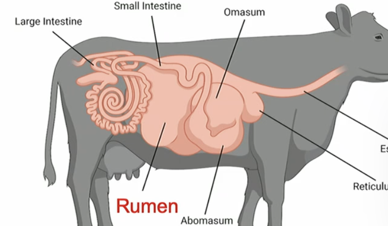 <p>one of the compartments of the stomach of many herbivores such as cows, sheep, deer, buffalo</p>