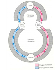 <p>-it wouldn't be able to pick up oxygen at the lungs</p><p>-there would be less flow to the systemic circulation</p><p>-less going FWD and more backing up = CONGESTION</p>