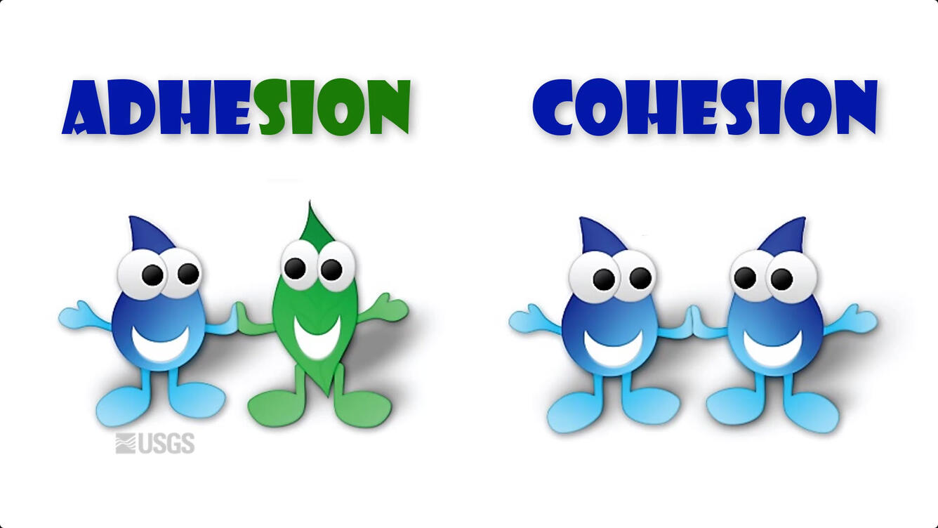 <p>Water molecules sticking together</p>