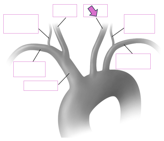 <p>Based on the indicated area, identify this vessel</p>