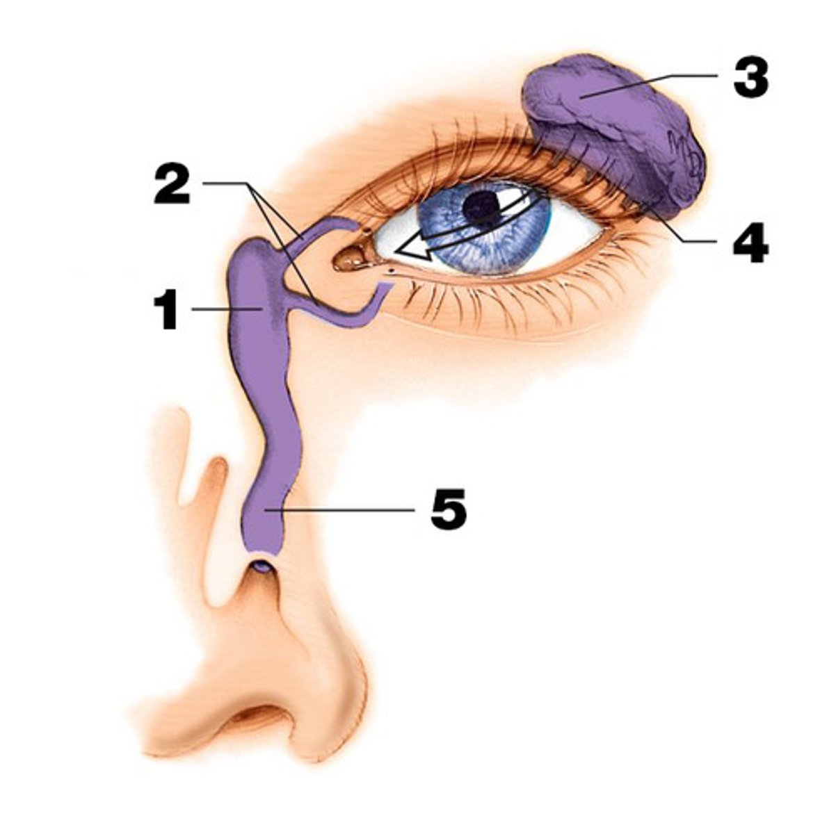 <p>Name part #3 of the lacrimal apparatus of the eye.</p>