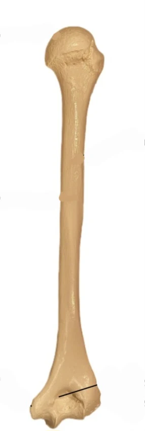 <p>what bone is this and what way is it facing</p>