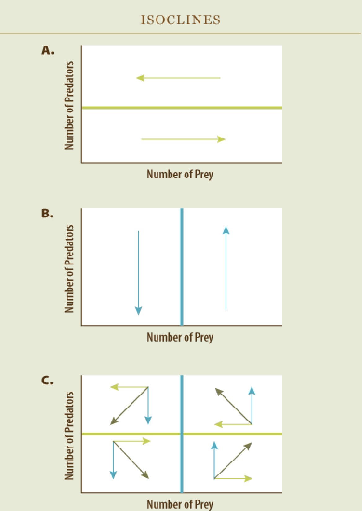 <p>lines where the growth rate of one population is <strong>zero</strong>.</p><p><strong><u>Prey Zero-Growth Isocline</u></strong></p><p>prey population is <strong>not changing</strong>:</p><p>This is a <strong>horizontal line</strong> in the phase plane.</p><ul><li><p><strong>Below the line</strong>: prey population <strong>increases </strong>↑</p></li><li><p><strong>Above the line</strong>: prey population <strong>decreases </strong>↓</p></li></ul><p></p><p><strong><u>Predator Zero-Growth Isocline</u></strong></p><p>This is where predator population is <strong>not changing</strong>:</p><p>This is a <strong>vertical line</strong> in the phase plane.</p><ul><li><p><strong>Left of the line</strong>: predator population <strong>decreases</strong></p></li><li><p><strong>Right of the line</strong>: predator population <strong>increases </strong>↑</p></li></ul><p></p><p><strong><u>Last graph shoes combined trajectories of both prey and predator</u></strong></p><p></p>