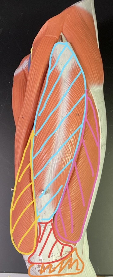 <p>what is the red highlighted tendon?</p>