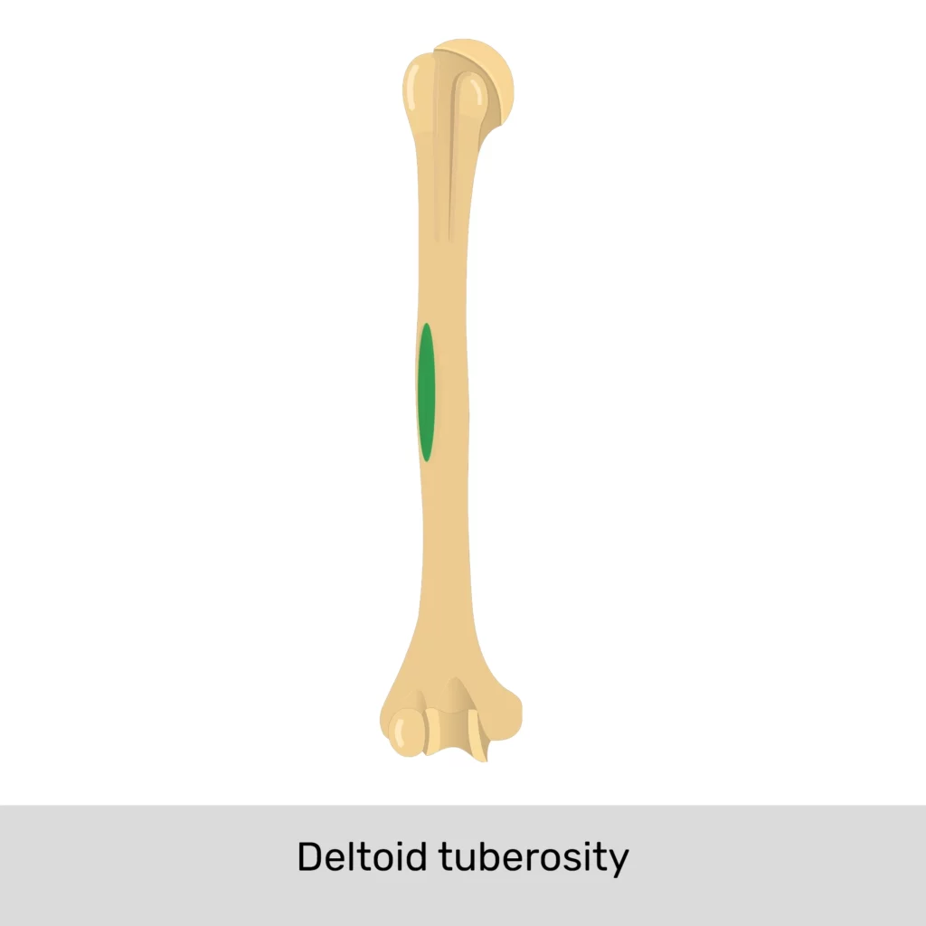 <p>Deltoid Tuberosity</p>