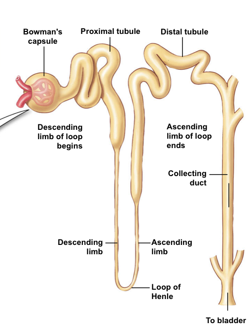 <p>Glomerulus in Bowman’s Capsule —> Proximal tubule —> Loop of Henle —> Distal tubule —> Collecting ducts.</p>