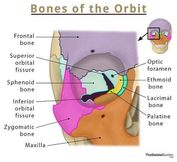 <p>Bony cavity around eyeball, 8 bones</p>