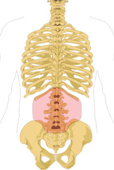 <p>the part of the back between the thorax and pelvis (loins)</p>