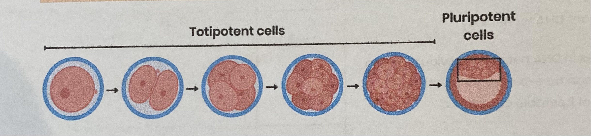 <ul><li><p>Found in <strong>mammalian embryos</strong> (after first few cell divisions)</p></li><li><p>Can <strong>divide</strong> AND <strong>differentiate</strong> into <strong>most</strong> cell types (every cell type in the body but not placental cells)</p></li></ul><p></p>