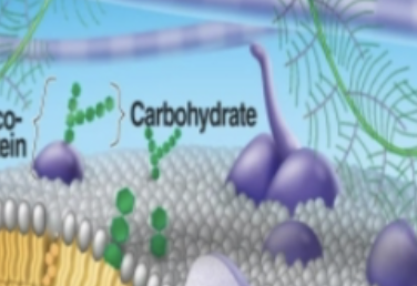 <p>Carbohydrates </p>