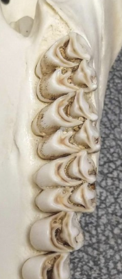 <p>_______ is a crown pattern of crescent shaped cusps. grinding teeth</p><ul><li><p>Herbivores</p></li></ul><p></p>