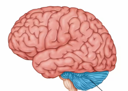 <p>Coordination, balance, motor learning</p>