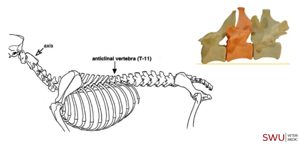 <p>Q: The most vertically oriented spine that acts as a transitional segment of the thoracolumbar region is called the …… </p><p>A. anticlinal vertebra (T-11) </p><p>B. epistropheus (C2) </p><p>C. atlas (C1) </p><p>D. floating rib</p>
