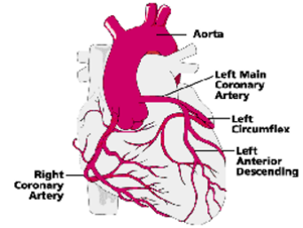 <p>§<strong>Baseline coronary blood flow</strong><br>At rest, the heart receives approximately <span style="background-color: lime;"><strong>5% of total cardiac output</strong></span>, corresponding to about <span style="background-color: lime;"><strong>250 ml/min</strong> </span>of coronary blood flow.</p><p style="text-align: left;">This relatively high perfusion reflects the <strong>very high metabolic demand of the myocardium</strong>, which extracts a large proportion of oxygen from the blood even at rest.</p><p style="text-align: left;"></p><p style="text-align: left;"><strong>Effect of ventricular contraction on coronary flow (systole)</strong><br>During <strong>systole</strong>, the contracting myocardium compresses the i<span style="color: purple;">ntramyocardial coronary vessels</span>. This mechanical compression significantly <strong>reduces coronary perfusion</strong>, particularly in the left ventricle where intraventricular pressures are high.</p><p style="text-align: left;">Because the <strong>left ventricular systolic pressure reaches ~120 mmHg</strong>, the<span style="color: purple;"> pressure within the contracting myocardium exceeds coronary perfusion pressure.</span></p><p style="text-align: left;"></p><p style="text-align: left;">Perfusion is <strong><mark data-color="rgba(0, 0, 0, 0)" style="background-color: rgba(0, 0, 0, 0); color: inherit;">the passage of blood or other fluid through vascular beds into tissues and organs, delivering oxygen and nutrients while removing waste</mark></strong>.</p>