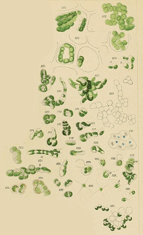 <p>Identify</p>