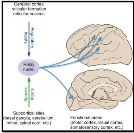 <p>Specific</p><ul><li><p>Efferent projections (thalamocortical fibers) to a particular functional area on the cortex —> relays info to these area</p></li><li><p>Specific rapid, localized evoked responses in the ipsilateral cortex. </p></li></ul><p>Non Specific</p><ul><li><p>Sends thalamocortical projections to widespread areas of cortex + produce more generalized cortical activation. </p></li><li><p>Produces widespread activity in both hemispheres with a longer time delay. </p></li></ul><p></p>