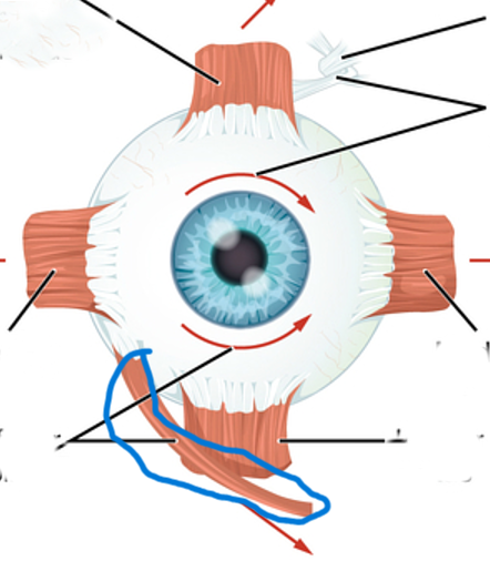 <p>inferior oblique</p>