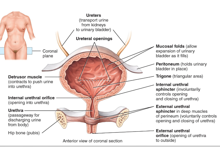 <p>no anatomical valve at opening or ureter to bladder, when bladder fills it compresses the opening to prevent backflow, bladder is hollow muscular organ posterior to pubic symphysis (700-800 mL capacity)</p><p>floor of bladder is a small smooth triangular area called the trigone, ureters enter bladder near posterior points in trigone, the urethra drains bladder from anterior part of trigone</p>