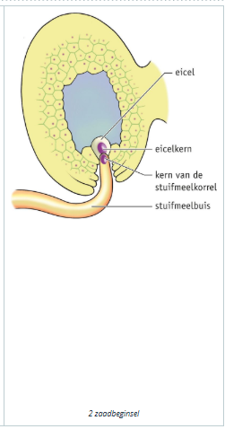 <p>De top van de stuifmeelbuis barst open. <span>De kern van de stuifmeelkorrel dringt de eicel binnen en versmelt met de kern van de eicel.</span></p>