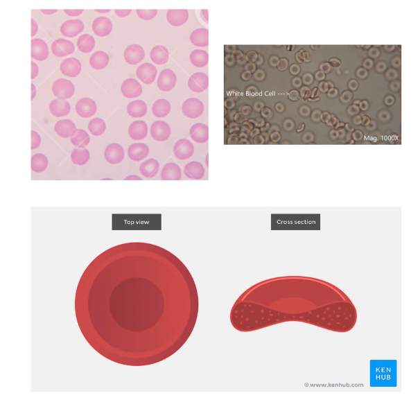 <ul><li><p>What are erythrocytes?</p></li><li><p>How abundant are erythrocytes</p></li><li><p>what's the total number in the body?<br></p></li></ul><p></p>