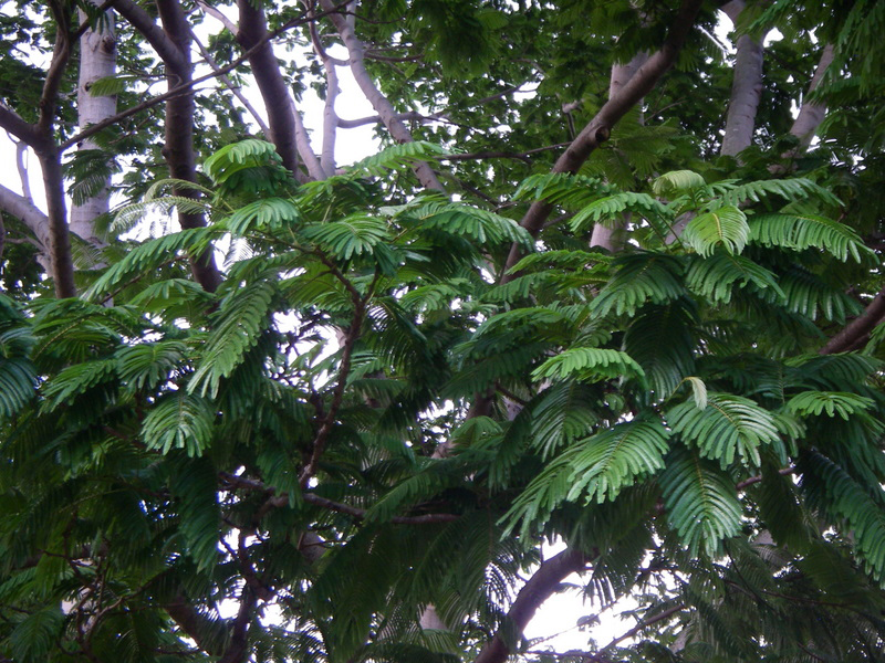 <p>Native to Southeast Asia including the Philippines; conservation status: not endangered. Most easily identified by its large hanging clusters of elongated, bean-like pods and its distinctive “powder-puff” yellow-green spherical flower heads that appear in large numbers on the canopy.</p><p>A large evergreen to semi-deciduous tree typically growing 20–30 meters tall with a broad rounded crown about 15–25 meters wide. Trunk is 0.6–1.5 meters in diameter with gray to brown bark that becomes rough and fissured with age. It develops a strong taproot with spreading lateral roots and is nitrogen-fixing. Branching begins high above human height, forming a wide, open canopy. Leaves are bipinnately compound, 30–60 cm long, with many small oval leaflets giving a fine-textured foliage appearance. Flowers are small and packed into spherical heads (cream to yellow-green), borne on long stalks that hang below the canopy. Fruits are very long, flat, twisted pods (up to 30–50 cm), containing several seeds embedded in a soft pulp, dispersed by gravity and animals.</p><p>Used for edible seeds (in some regions), shade, agroforestry, and soil improvement due to nitrogen fixation. Seeds and pods are generally edible when properly prepared, though not commonly consumed raw. In landscape applications, it is best suited for large open parks, agroforestry systems, and institutional landscapes where its broad canopy and unusual fruiting display can be appreciated; it requires wide spacing due to crown spread and pod litter, making it more suitable as a functional shade and ecological tree than for confined urban planting.</p>