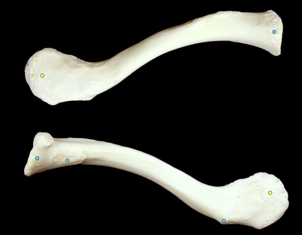 <p>collarbone</p>