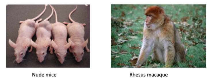 <p>Growth of virus in laboratory animals</p>