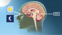 <p>a pair of cell clusters in the hypothalamus that controls circadian rhythm. In response to light, the SCN causes the pineal gland to adjust melatonin production, thus modifying our feelings of sleepiness.</p>