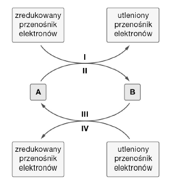 <p>GRUPA B</p><p>7. W przebiegu wielu reakcji metabolicznych następuje przekazywanie elektronów z jednego związku na drugi. Reakcje te nazywamy reakcjami utleniania i redukcji. Schematy przedstawiają różne przemiany przebiegające z wymianą elektronów.</p><p>a) Określ, którymi cyframi oznaczono procesy redukcji.</p><p>b) Podaj nazwę procesu, podczas którego odłączane są elektrony.</p>