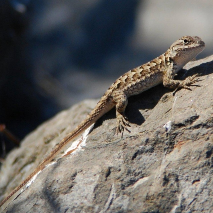 <p>name this animal</p>