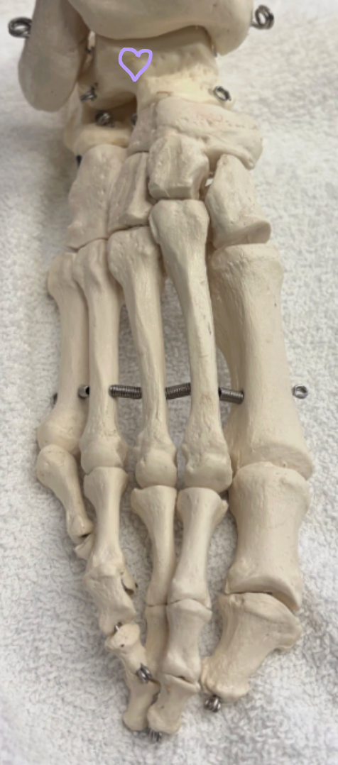 <p>Purple heart: What is this bone? Do any muscles originate or insert here? Name two joints that are formed here. </p>