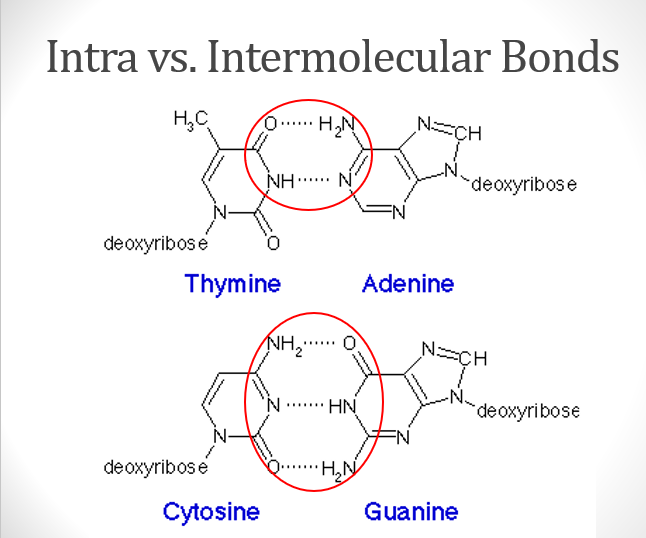 <p>between <strong>bases</strong></p><p>hydrogen bonds</p>