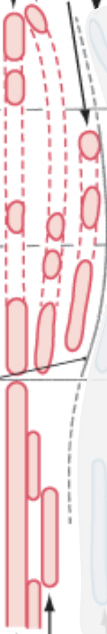 <p>label GVE, GSE, SVE</p>