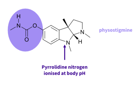 <ul><li><p>lead compound- physostigmine found in the natural product physostigma venenosum</p></li><li><p>used as an indicator og guilt or innocence trials </p></li><li><p>The charged nitrogen mimics the charged nitrogen in acetylcholine, ensuring excellent binding in the receptor </p></li></ul><p></p>