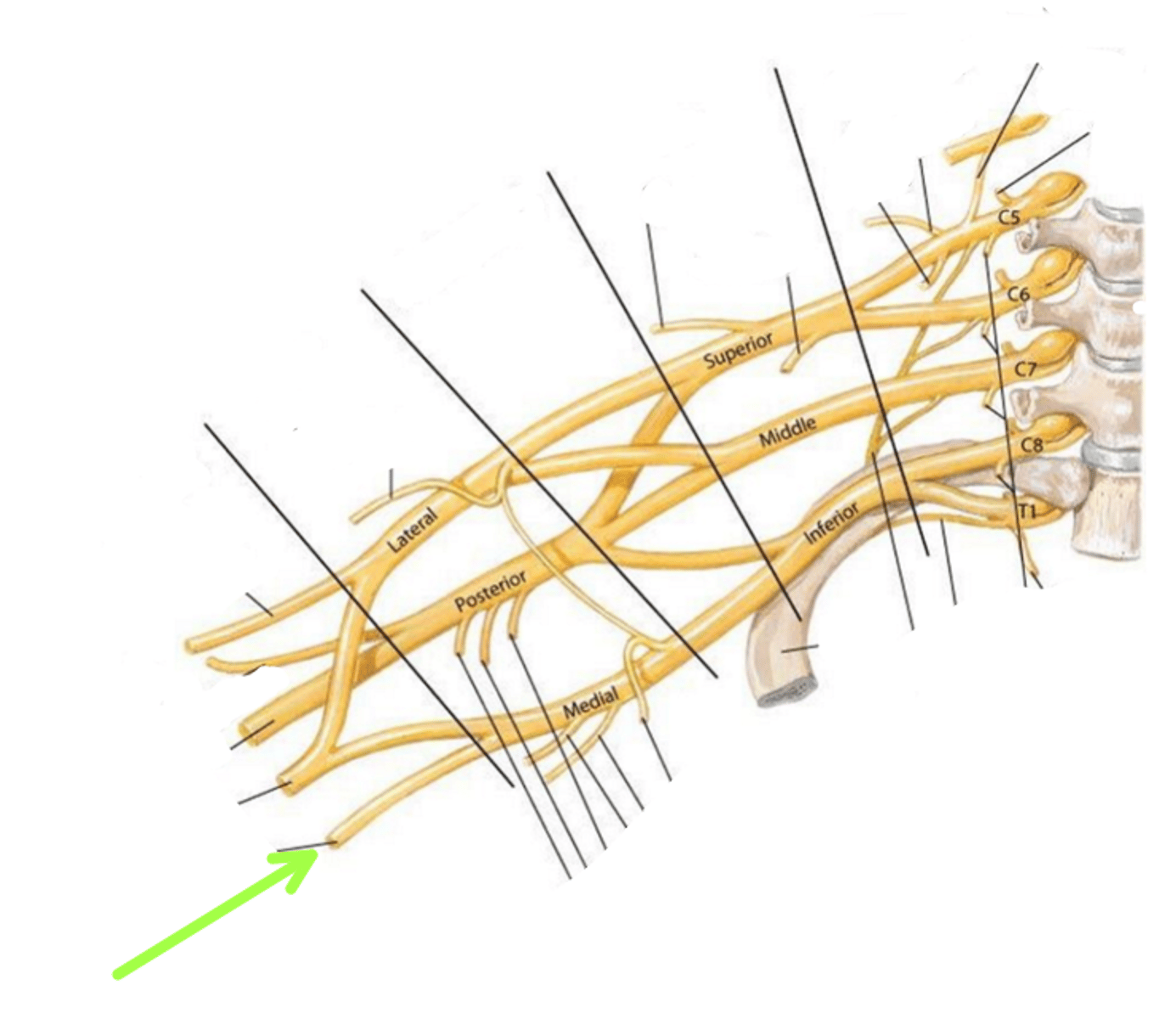 <p>Identify the structure indicated by the arrow</p>