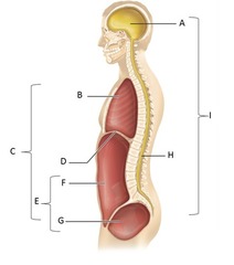 <p>Houses the lungs and heart</p>