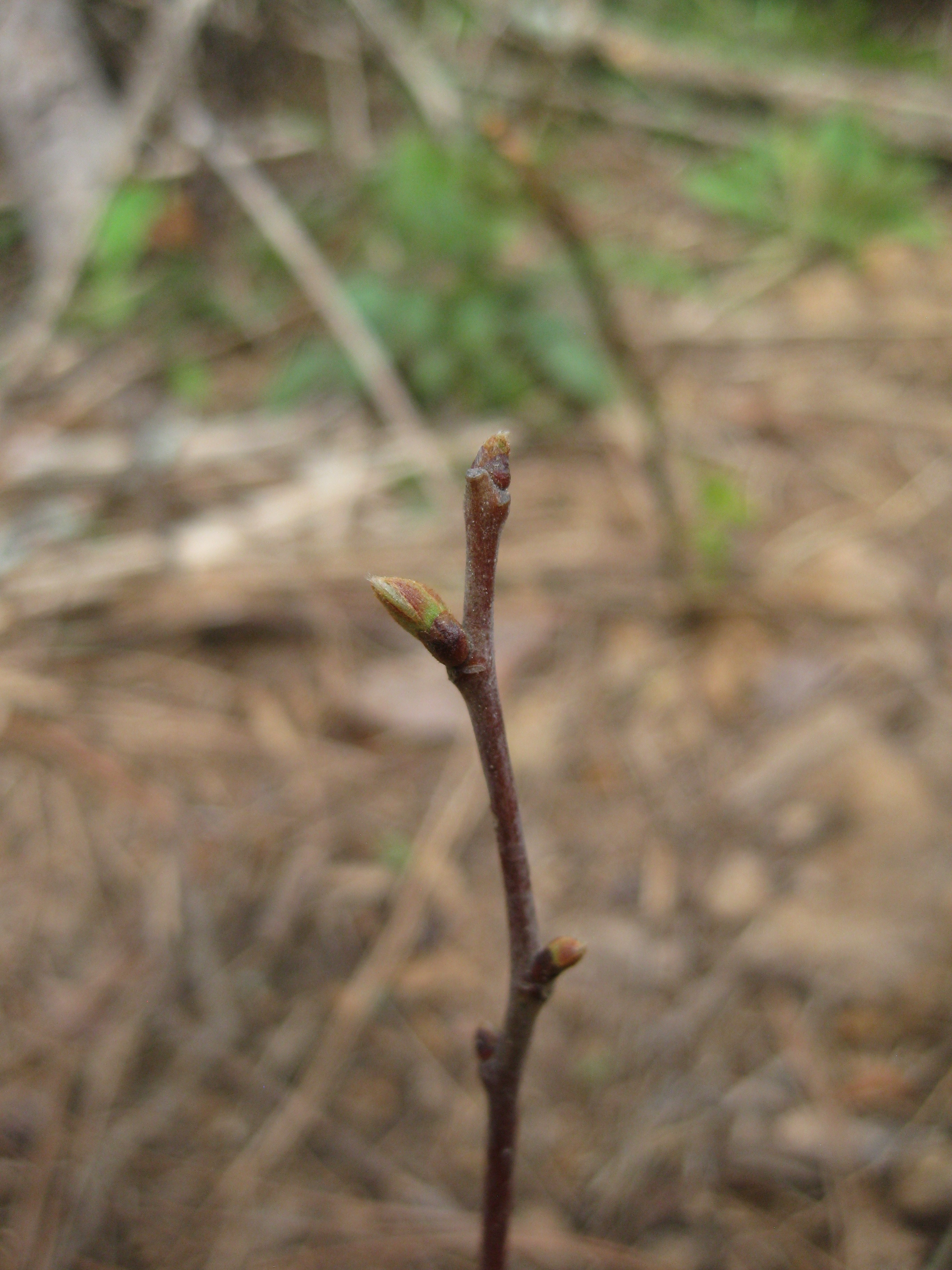 <p>Leaf - alternate, simple, oblong-lanceolate, long-pointed, coarsely toothed, teeth ascending or incurved, a vein extending beyond each tooth forming a short, curved bristle Buds - terminal bud usually absent, lateral buds ovoid, acute, brownish Twig - stout, lustrous, yellow-green becoming olive and finally dark brown Fruit - 2-2 ½” diameter, covered with needle-sharp, branched spines, nut ½ - 1” wide, nearly flat on one side, borne 2-3 in each bur Habit - most large chestnuts were killed by chestnut blight, only small trees remain, usually from root-collar sprouts, many hybrids being planted (fruit present mid to late september to october) </p>